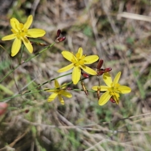 Tricoryne elatior at Cooleman Ridge - 26 Nov 2023