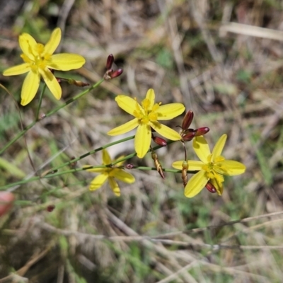 Tricoryne elatior (Yellow Rush Lily) at Cooleman Ridge - 26 Nov 2023 by BethanyDunne
