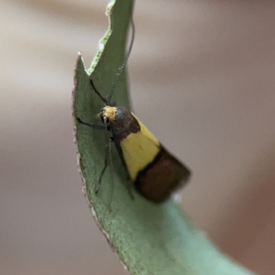 Hemibela hemicalypta (A Concealer moth) at Braddon, ACT - 26 Nov 2023 by Hejor1