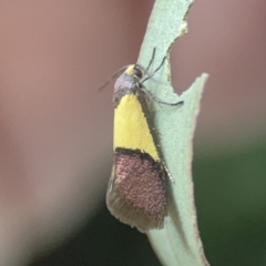 Hemibela hemicalypta at City Renewal Authority Area - 26 Nov 2023