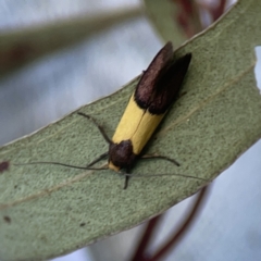 Hemibela hemicalypta at City Renewal Authority Area - 26 Nov 2023 06:09 PM