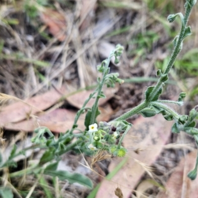 Hackelia suaveolens (Sweet Hounds Tongue) at Tuggeranong, ACT - 26 Nov 2023 by BethanyDunne