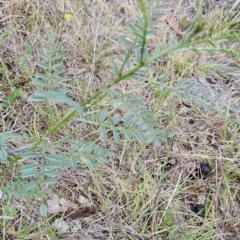 Indigofera adesmiifolia (Tick Indigo) at Tuggeranong, ACT - 26 Nov 2023 by BethanyDunne