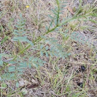 Indigofera adesmiifolia (Tick Indigo) at Cooleman Ridge - 26 Nov 2023 by BethanyDunne