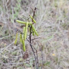 Indigofera adesmiifolia at Cooleman Ridge - 26 Nov 2023