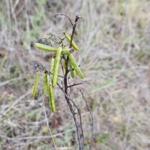Indigofera adesmiifolia at Cooleman Ridge - 26 Nov 2023