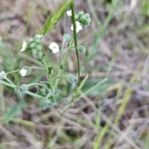 Hackelia suaveolens at Cooleman Ridge - 26 Nov 2023