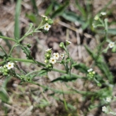 Hackelia suaveolens (Sweet Hounds Tongue) at Tuggeranong, ACT - 26 Nov 2023 by BethanyDunne