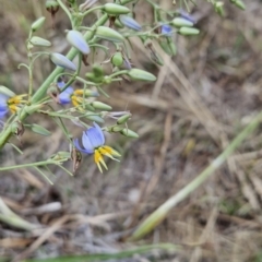 Dianella sp. aff. longifolia (Benambra) (Pale Flax Lily, Blue Flax Lily) at Tuggeranong, ACT - 26 Nov 2023 by BethanyDunne