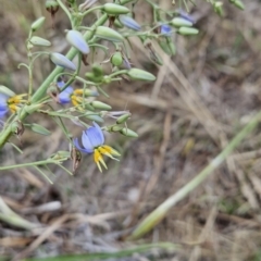 Dianella sp. aff. longifolia (Benambra) (Pale Flax Lily, Blue Flax Lily) at Cooleman Ridge - 26 Nov 2023 by BethanyDunne