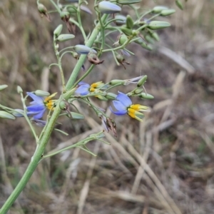 Dianella sp. aff. longifolia (Benambra) at Cooleman Ridge - 26 Nov 2023 12:50 PM