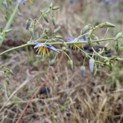 Dianella sp. aff. longifolia (Benambra) at Cooleman Ridge - 26 Nov 2023 12:50 PM