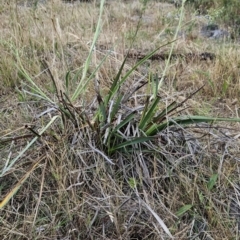 Dianella sp. aff. longifolia (Benambra) at Cooleman Ridge - 26 Nov 2023