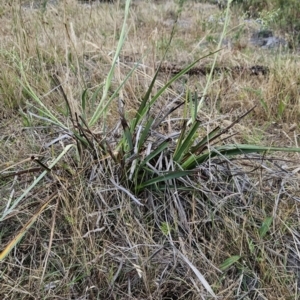 Dianella sp. aff. longifolia (Benambra) at Cooleman Ridge - 26 Nov 2023 12:50 PM