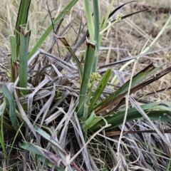 Dianella sp. aff. longifolia (Benambra) at Cooleman Ridge - 26 Nov 2023