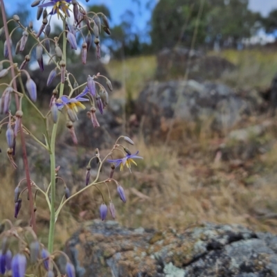 Dianella sp. aff. longifolia (Benambra) (Pale Flax Lily, Blue Flax Lily) at Tuggeranong, ACT - 26 Nov 2023 by BethanyDunne