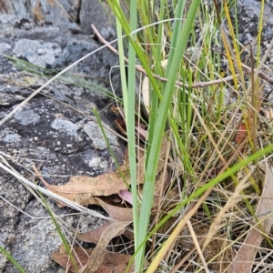 Dianella sp. aff. longifolia (Benambra) at Cooleman Ridge - 26 Nov 2023