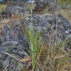 Dianella sp. aff. longifolia (Benambra) at Cooleman Ridge - 26 Nov 2023 12:34 PM