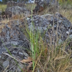 Dianella sp. aff. longifolia (Benambra) at Cooleman Ridge - 26 Nov 2023