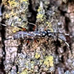 Stenarella victoriae (An ichneumon parasitic wasp) at Higgins Woodland - 25 Nov 2023 by Untidy