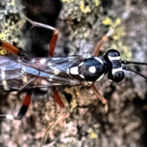 Stenarella victoriae at Higgins Woodland - 26 Nov 2023