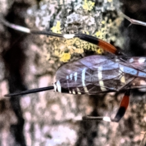 Xanthocryptus novozealandicus at Higgins Woodland - 26 Nov 2023