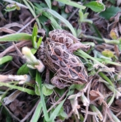 Limnodynastes tasmaniensis (Spotted Grass Frog) at Burra, NSW - 26 Nov 2023 by Shairlyn