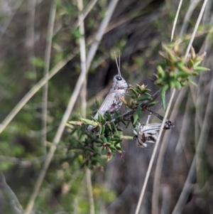 Acrididae sp. (family) at Namadgi National Park - 25 Nov 2023