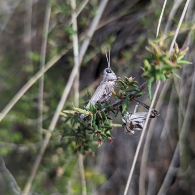 Acrididae sp. (family) (Unidentified Grasshopper) at Namadgi National Park - 25 Nov 2023 by Rebeccajgee