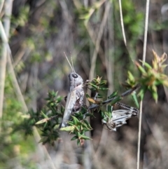 Acrididae sp. (family) at Namadgi National Park - 25 Nov 2023