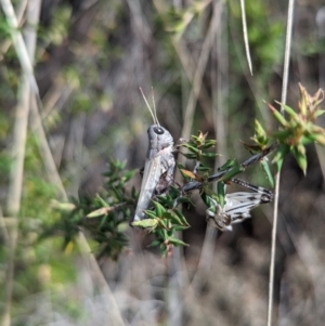 Acrididae sp. (family) at Namadgi National Park - 25 Nov 2023