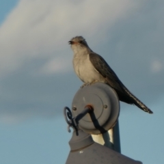 Cacomantis pallidus (Pallid Cuckoo) at Yass River, NSW - 26 Nov 2023 by SenexRugosus