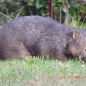 Vombatus ursinus (Common wombat, Bare-nosed Wombat) at Oakdale, NSW by bufferzone