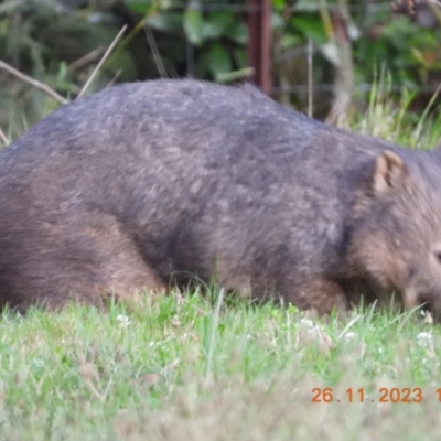 Vombatus ursinus (Common wombat, Bare-nosed Wombat) at Wollondilly Local Government Area - 26 Nov 2023 by bufferzone