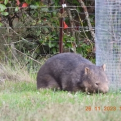 Vombatus ursinus at Wollondilly Local Government Area - 26 Nov 2023