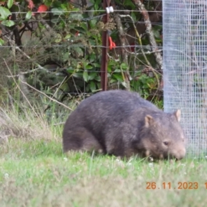 Vombatus ursinus at Wollondilly Local Government Area - suppressed