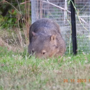 Vombatus ursinus at Wollondilly Local Government Area - suppressed