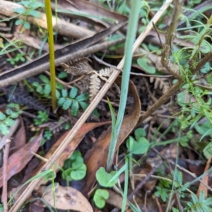 Calochilus montanus at Bondo State Forest - 26 Nov 2023