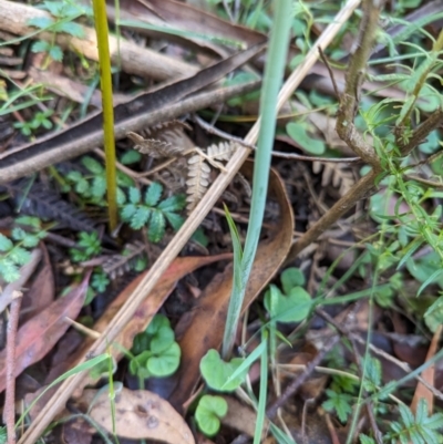 Calochilus montanus (Copper Beard Orchid) at Bondo State Forest - 25 Nov 2023 by brettguy80