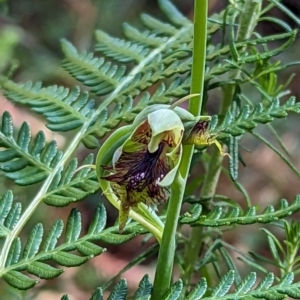 Calochilus montanus at Bondo State Forest - suppressed