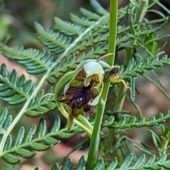 Calochilus montanus at Bondo State Forest - 26 Nov 2023