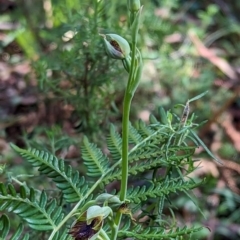 Calochilus montanus at Bondo State Forest - suppressed