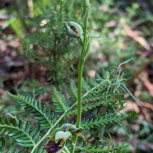 Calochilus montanus at Bondo State Forest - 26 Nov 2023