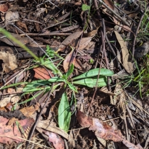 Craspedia variabilis at Wee Jasper, NSW - 26 Nov 2023