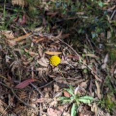 Craspedia variabilis at Wee Jasper, NSW - 26 Nov 2023