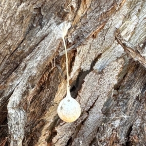 Tamopsis sp. (genus) at Aranda, ACT - 26 Nov 2023