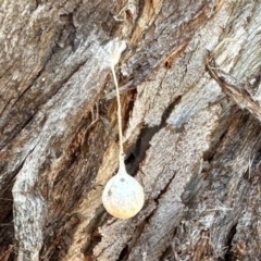 Araneae (order) (Unidentified spider) at Aranda, ACT - 26 Nov 2023 by KMcCue