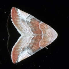 Mataeomera mesotaenia at Ainslie, ACT - 1 Jan 2023