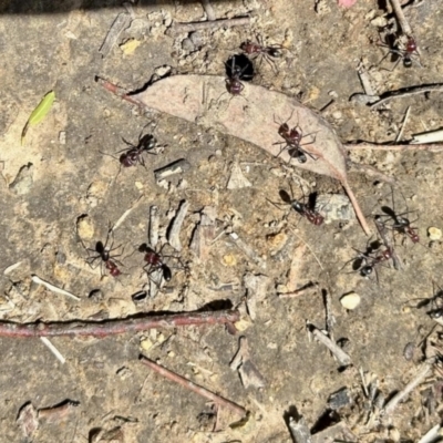 Iridomyrmex purpureus (Meat Ant) at Aranda, ACT - 26 Nov 2023 by KMcCue