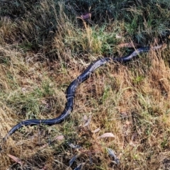 Unidentified Snake at Lions Youth Haven - Westwood Farm - 25 Nov 2023 by HelenCross